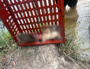 Dead wildlife discovered in disturbing find