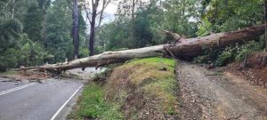 Emerald SES respond to 30+ calls amid strong winds