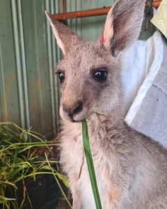Wildlife Victoria under fire