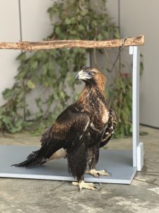 Eagle rescued in Monbulk