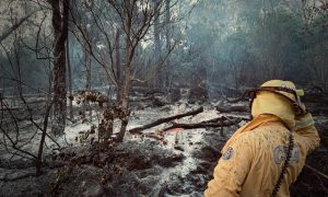 Environmental impact of bushfire yet to be confirmed but rescuers ready to assist