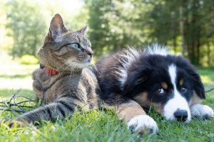 Help shape pawsome plan for dogs and cats