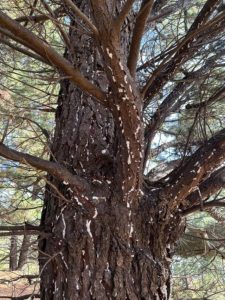 Tree removal underway to quell pest insect at reservoir