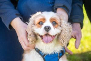 Pawsitive opportunity to share feedback on Council’s Domestic Animal Management Plan
