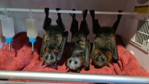 Post Grant boost for Olinda’s bat school