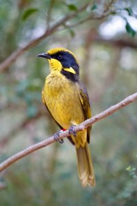 Recycled water wetlands to support critically endangered species