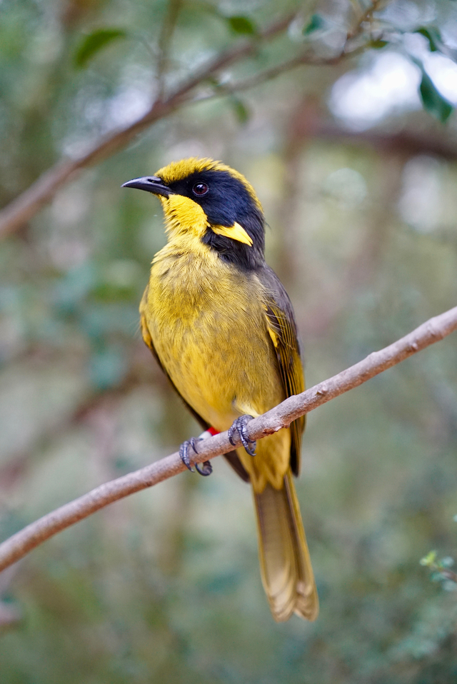 Endangered_478447_01.jpg