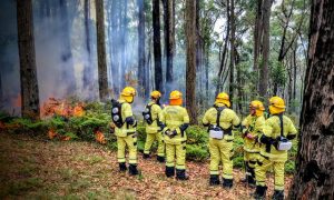 Dandenong Ranges host key fire safety trial