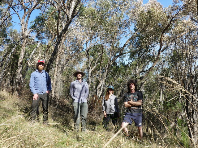 Worsening tree dieback hits Ferntree Gully