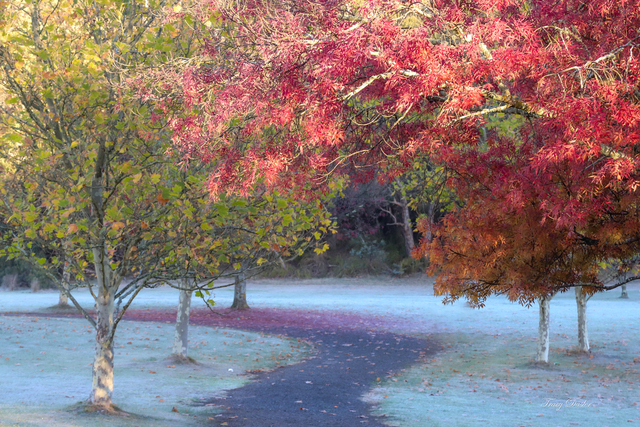 Icy morning stuns at Cardinia Reservoir
