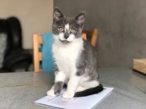 Door knocking for pet registration begins soon