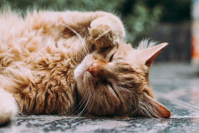 Don’t let curiosity kill your cat