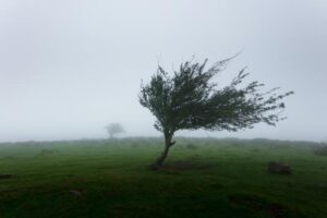 Damaging winds predicted for central and eastern ranges