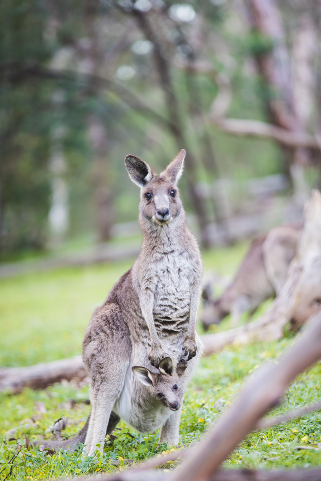 Roo killing culture exposed