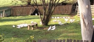 Emerald residents demand feeding signs