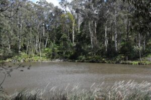 Platypus spotting at Belgrave Lake