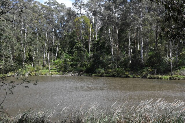Platypus spotting at Belgrave Lake