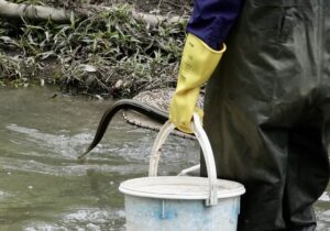 Eels ahoy in Dandenong