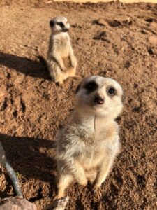 Go wild and visit the zoo